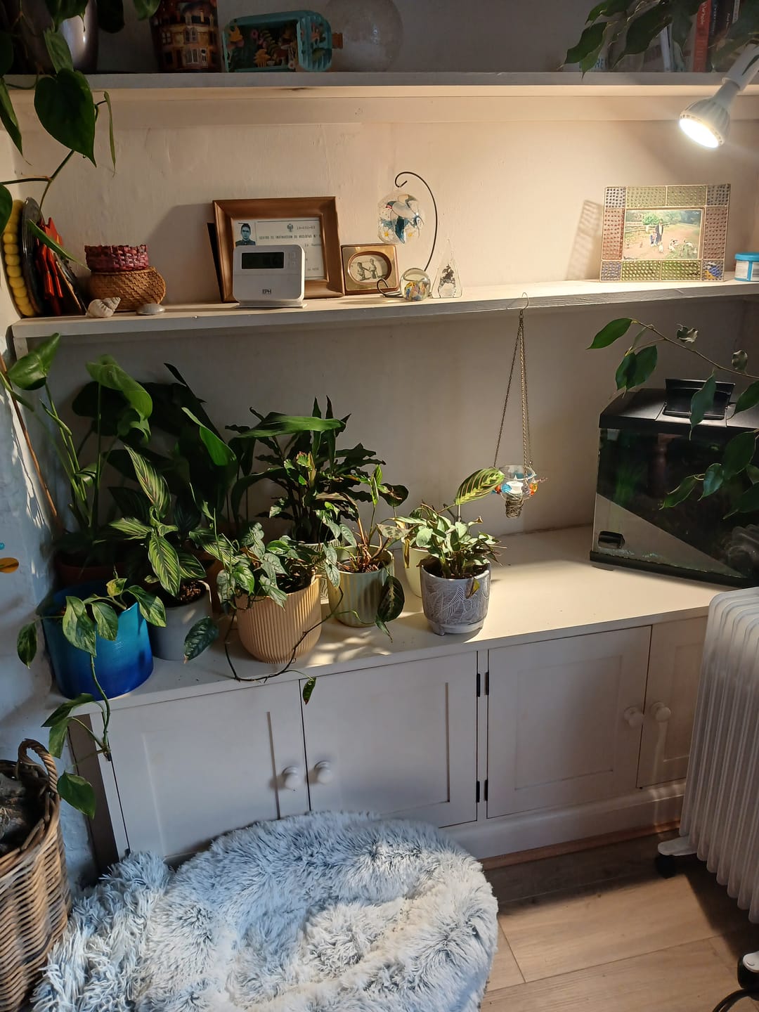 Customer photo review of Pianta Grow Light and Stelo Clip-On Bulb Holder Bundle
