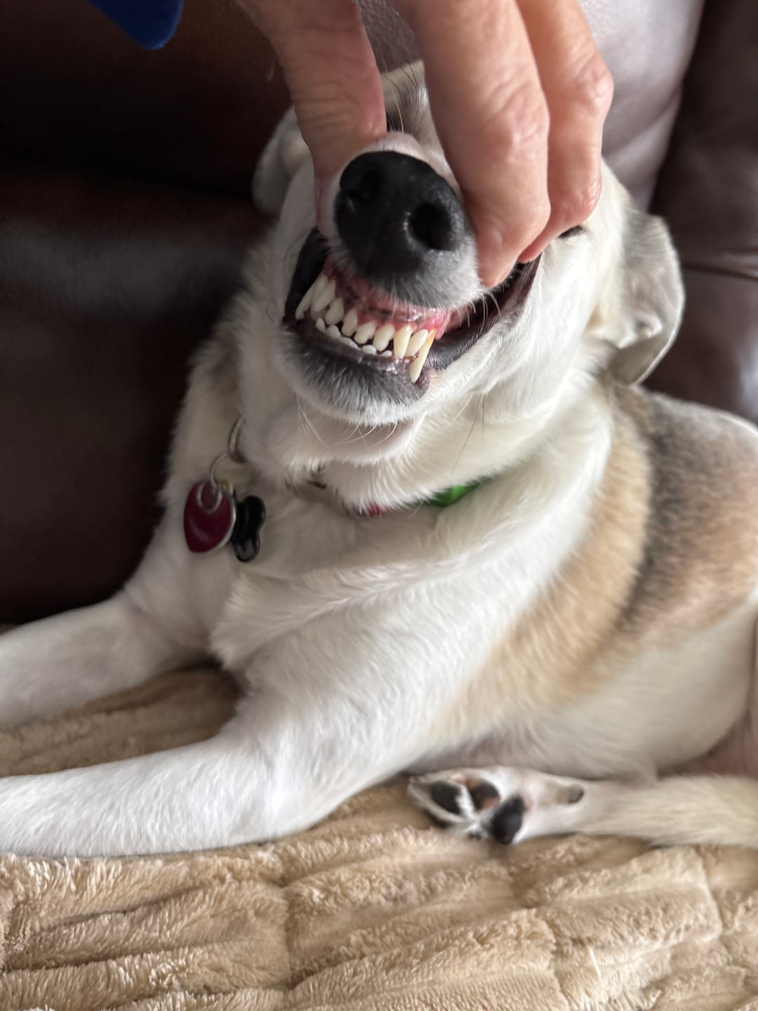 Customer photo review of Pet Dental Spray by Furaqua || Veterinarian Recommended 🏆