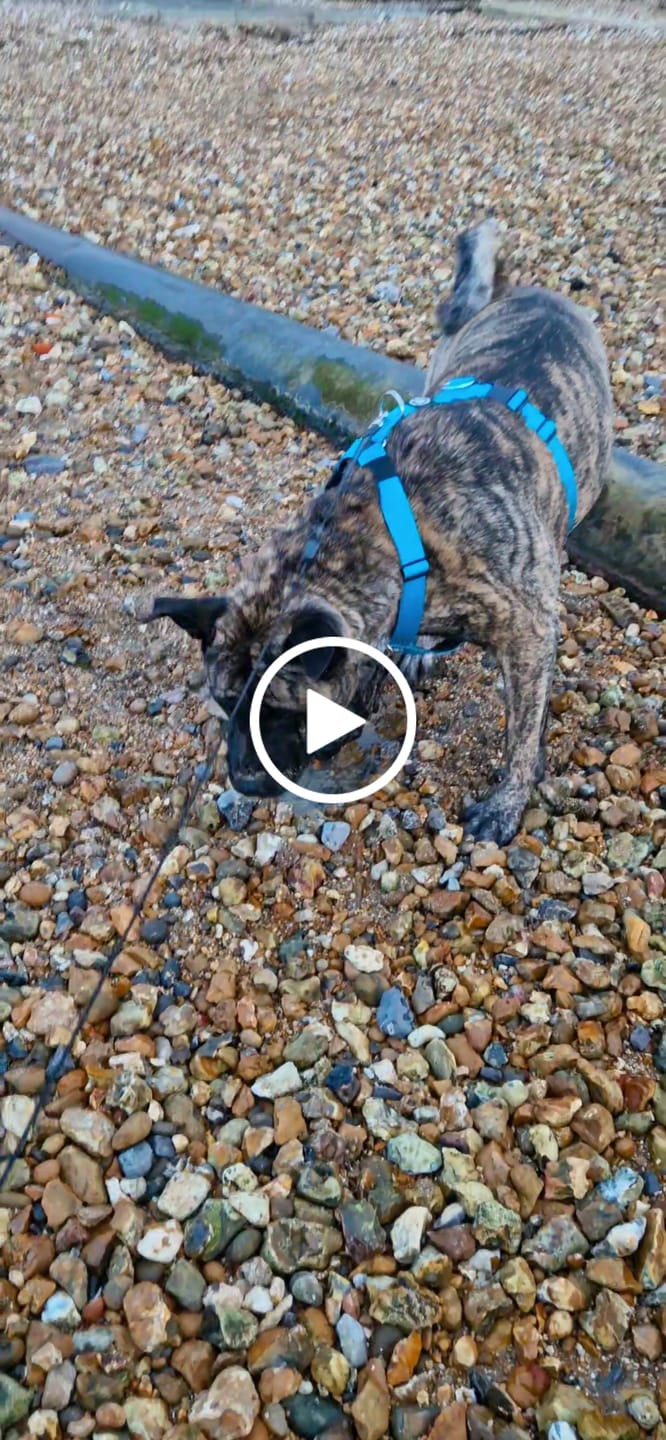 Customer video review of Training Anti Pull TRI-Harness® | M-XL Breeds - Light Blue
