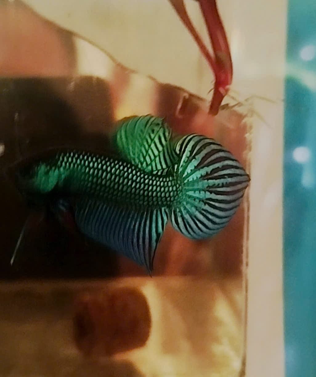 Customer photo review of Wild Betta Green Mahachaiensis