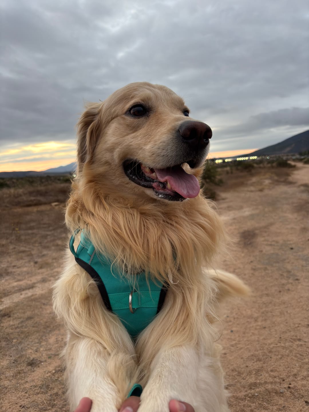 Customer photo review of Arnés Comfort para Perros - Street Dogs - Turquoise