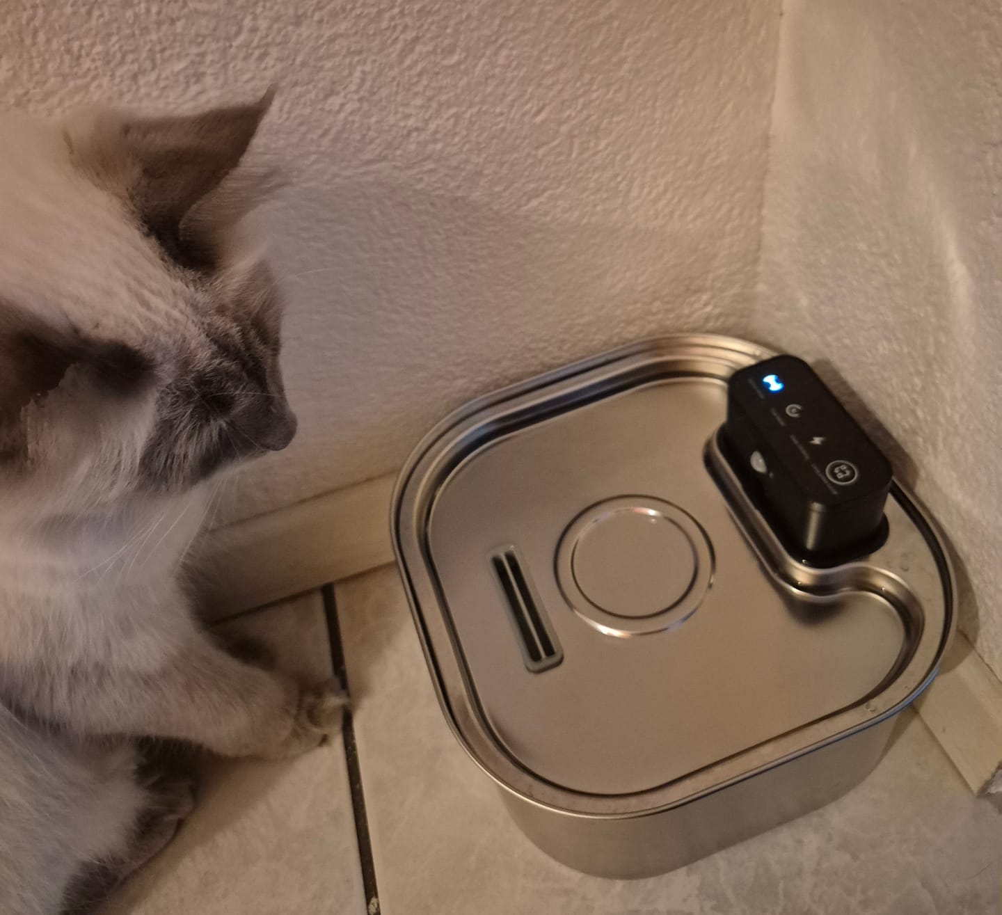 Customer photo review of PfotenBrunnen™ - Katzenwasserspender