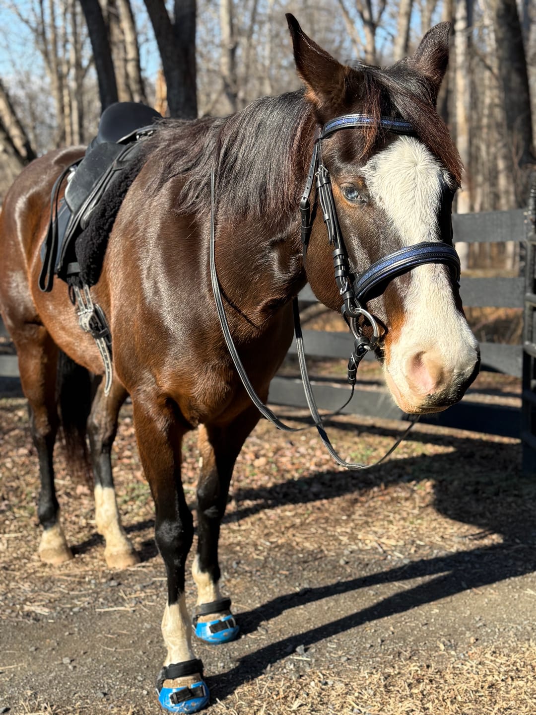 Customer photo review of Renegade® Viper Vivid™ Hoof Boot - Blue Sapphire