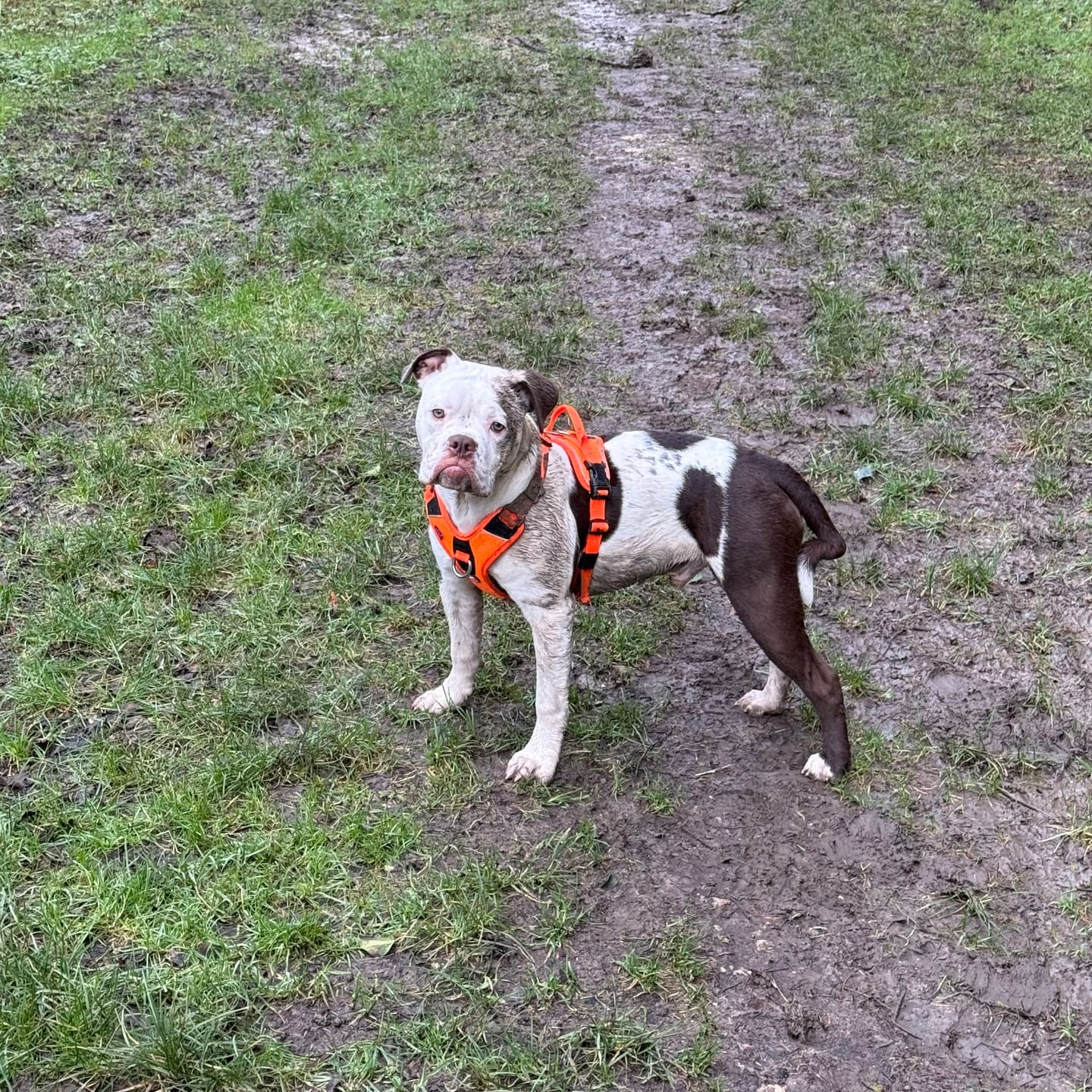 Customer photo review of Anti Pull Hurricane Harness Lighter | With Handle - Orange