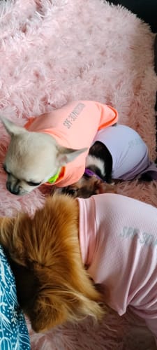 Customer's three dogs in colorful Sunblock T-shirts, resting together on a fluffy pink blanket.