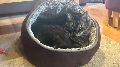 Customer photo review of 2x Blisso Advanced Cat Probiotic | Cat Probiotic for Diarrhea & Kidney Support