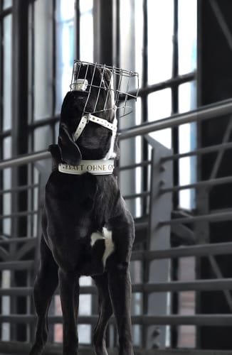 Customer photo review of Maulkorbberatung Glauchau/Sachsen