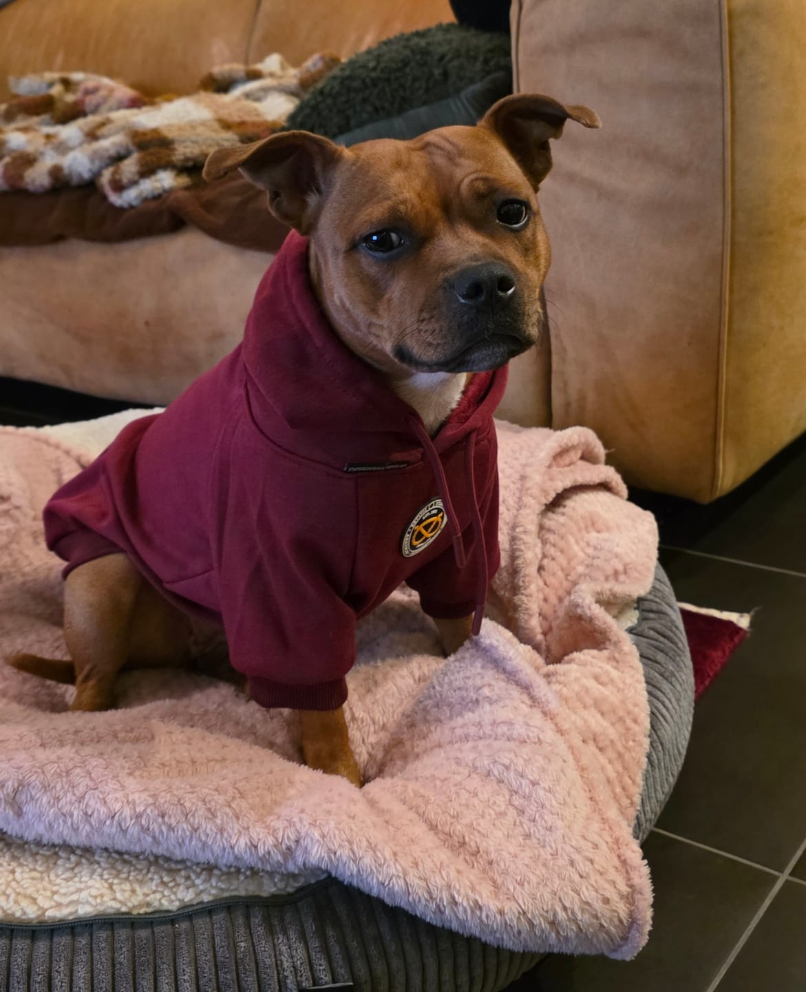 Customer photo review of Staffordshire Bull Terrier 1935® Hoodies - Burgundy
