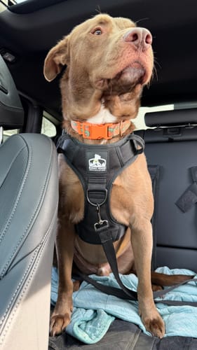Customer photo review of No Pull Bully Proof Harness