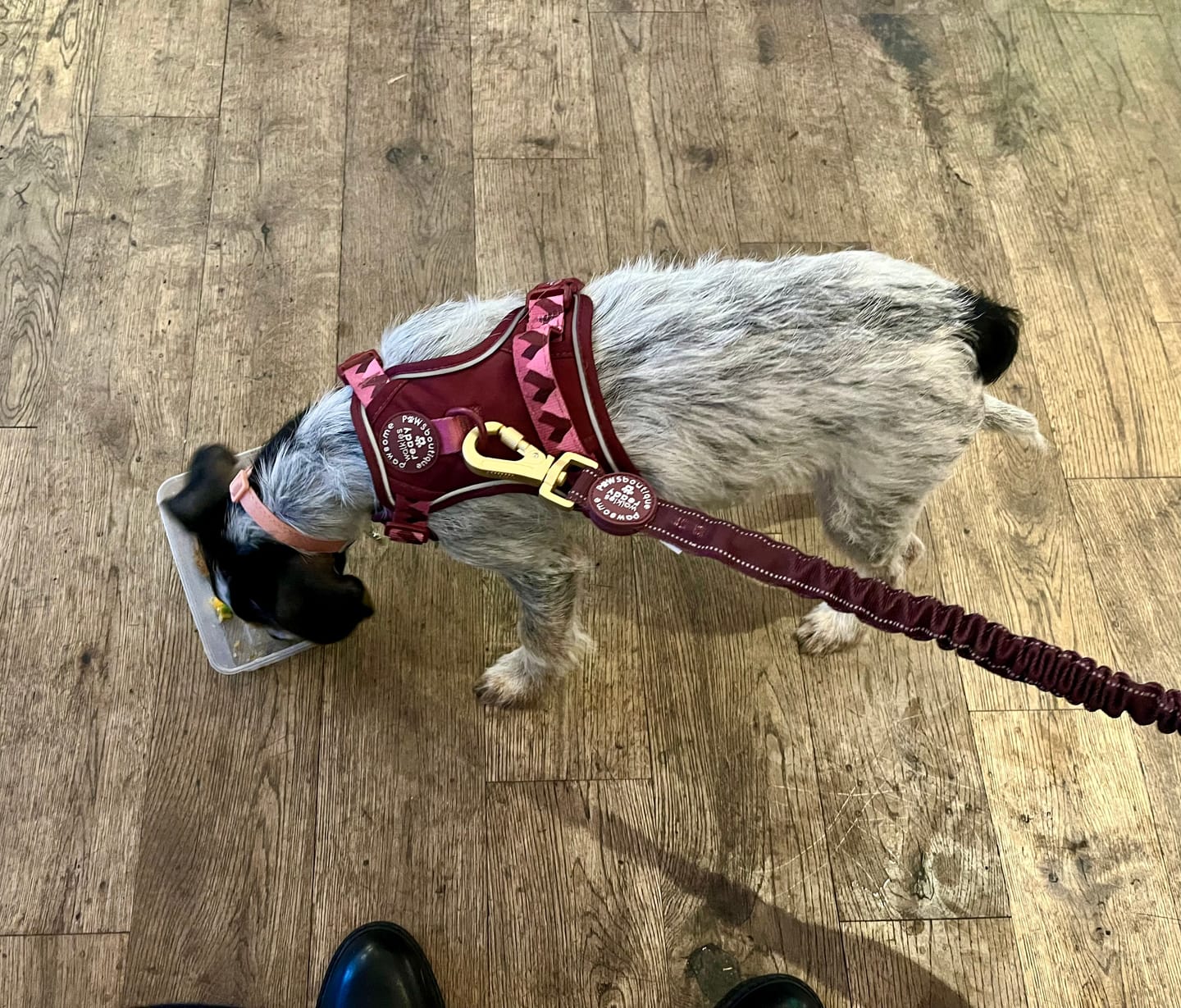 Customer photo review of Tough Trails™ Harness - Walkies Ready® Mulberry