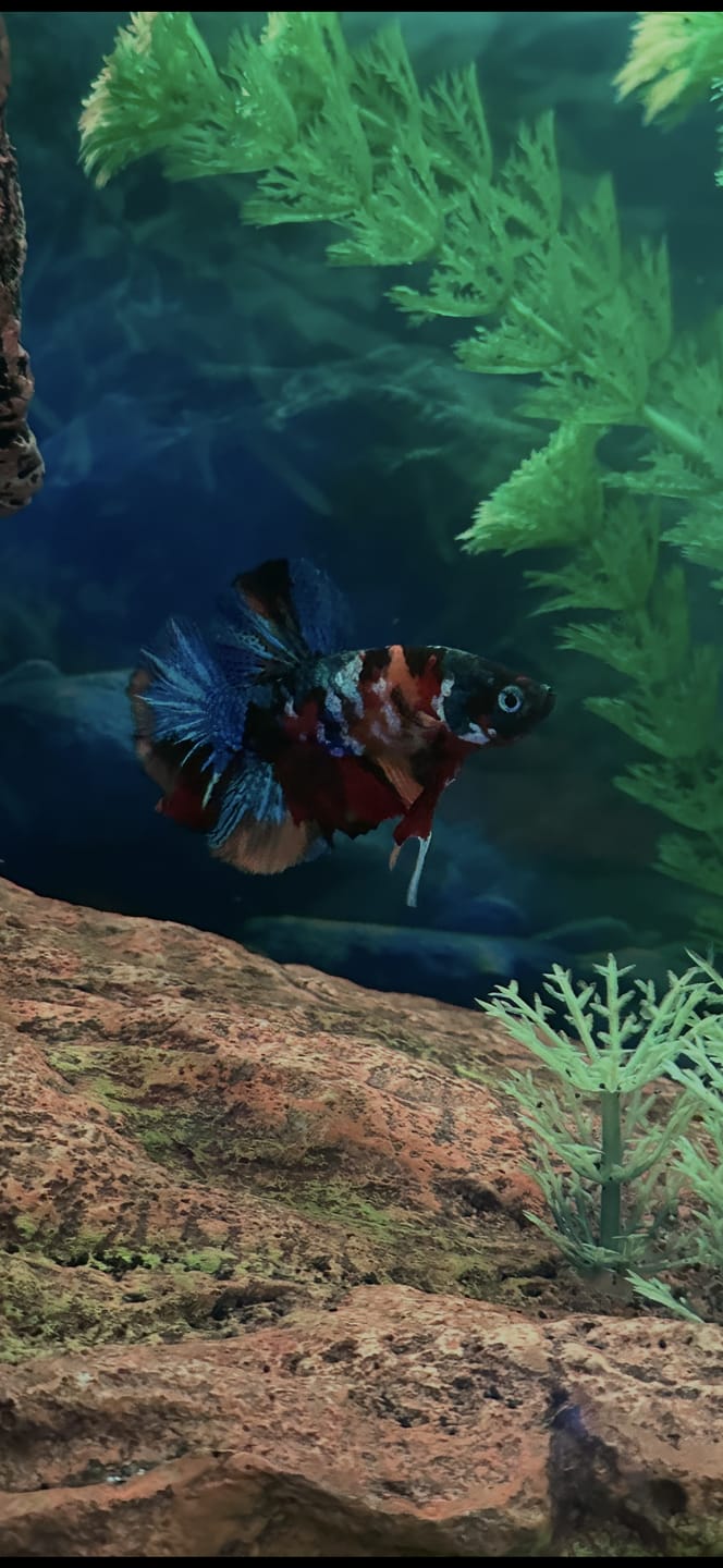 Customer photo review of Multicolor Plakat Male Betta Fish |Show Grade|  You Pick Fish