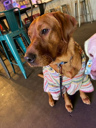 Customer photo review of Playa Poncho – Mystery Color (Bella, Charlie, or Fun Edition)