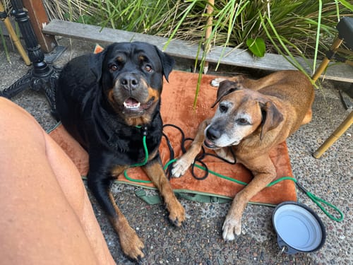 Customer photo review of Evertail accessories pouch