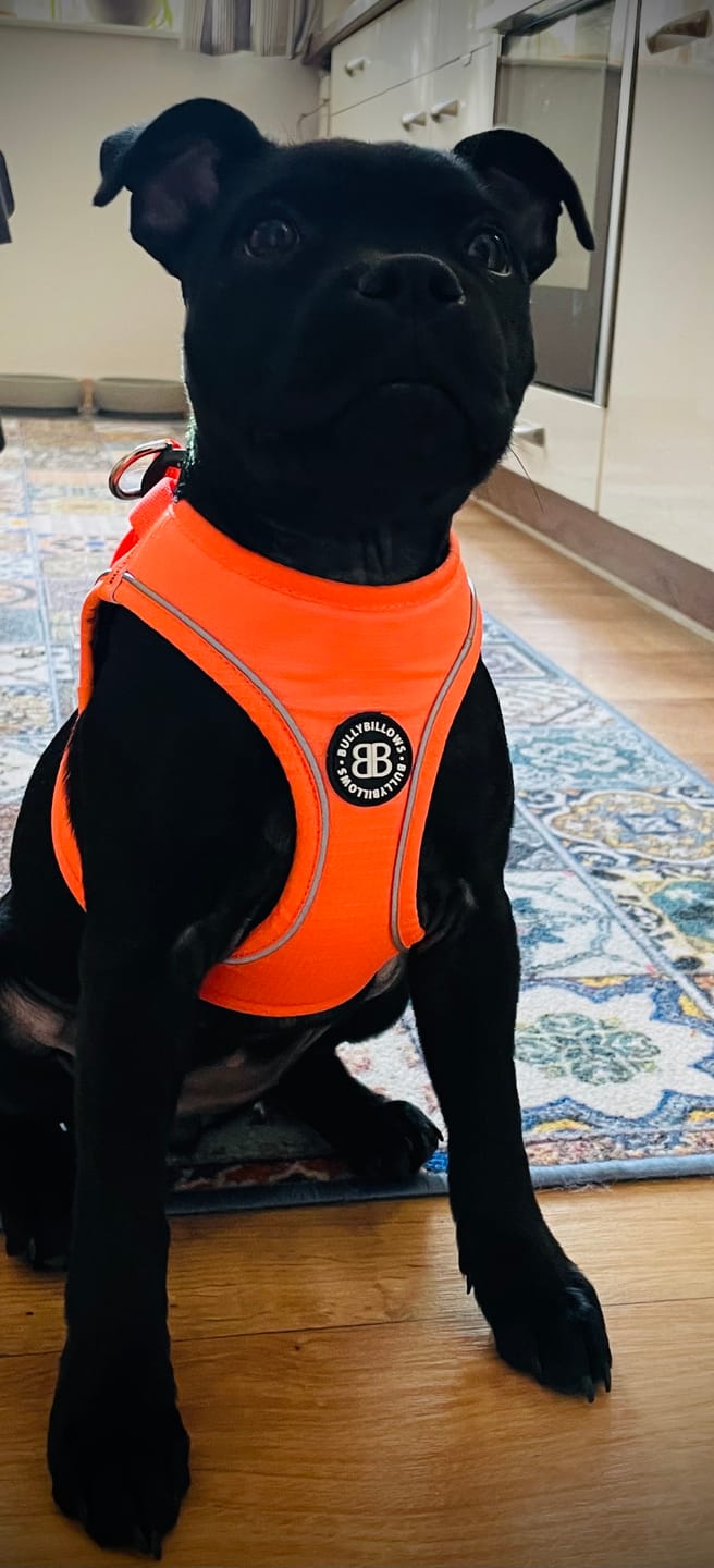 Customer photo review of 1.4m Active Light Lead - Orange