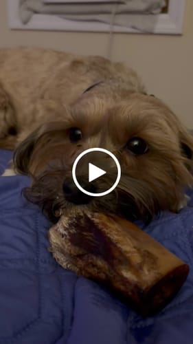 Customer video review of Smoked Beef Marrow Bone