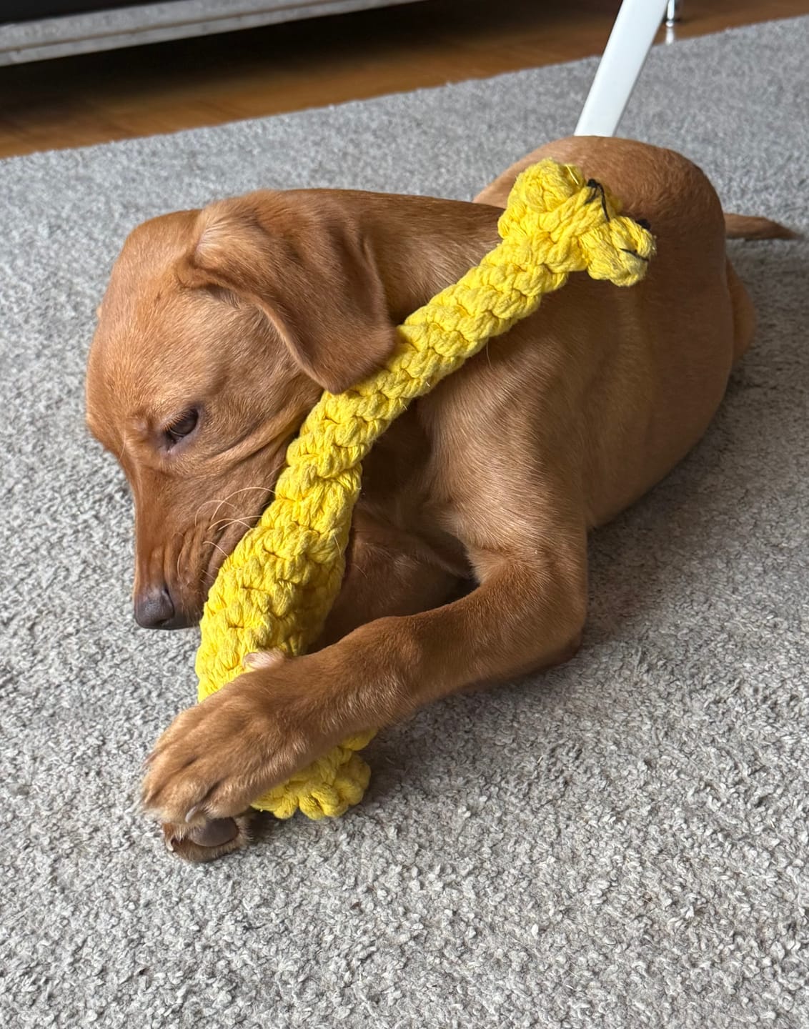 Customer photo review of Greta Giraffe – Handgemachtes Kauspielzeug aus Baumwolle für Hunde