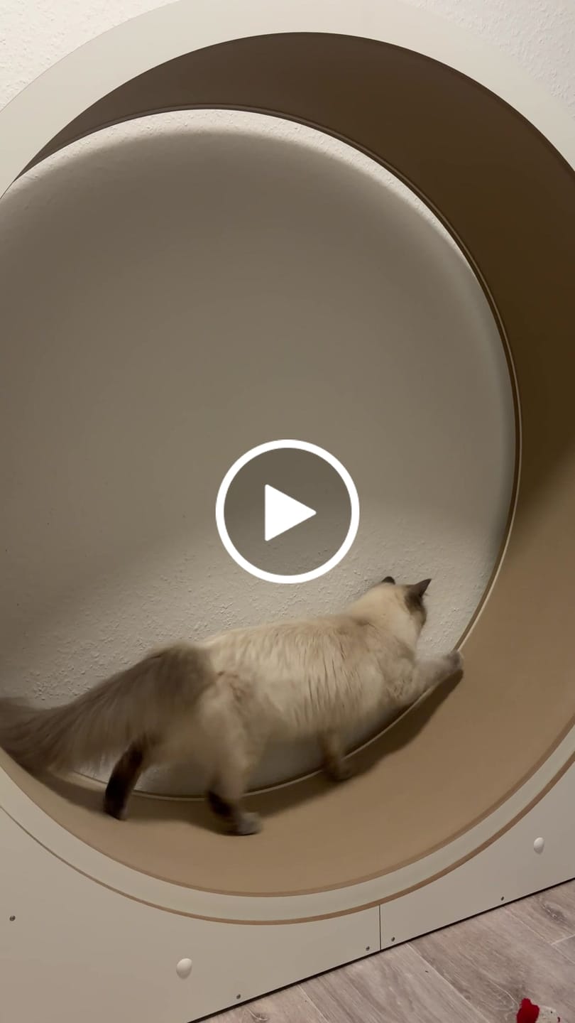 Customer video review of Elmato Katzenlaufrad Simba