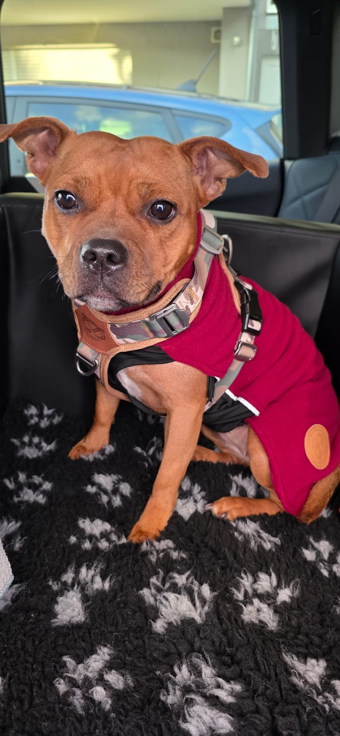 Customer photo review of Staffordshire Bull Terrier 1935® Harness & Leash Set - Sand Camo
