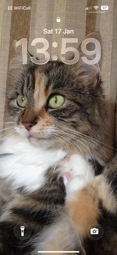 Customer photo review of 3 Month Supply - 1 Cat