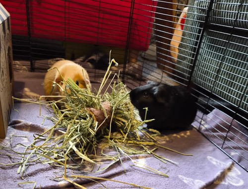 Reviewer's two guinea pigs eating from a pile of Coarse Cut Timothy Hay.