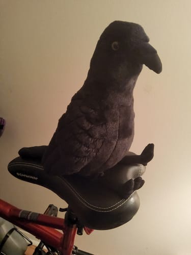 Customer photo review of American Crow Plush - Realistic and Soft Stuffed Animal for Bird Lovers