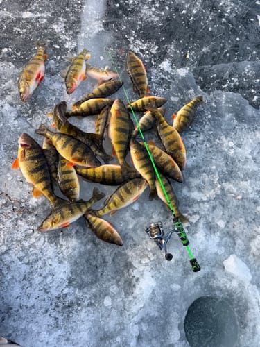 Customer photo review of Custom Power Noodle