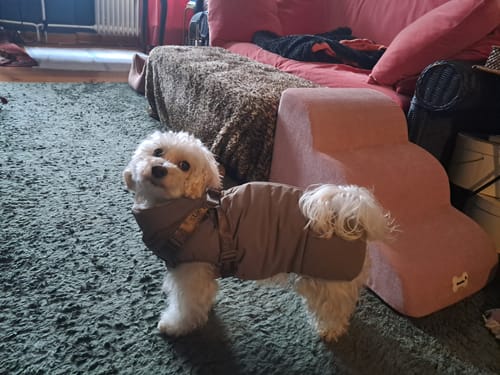 Customer photo review of Vera Dog Coat w. Harness | Sage