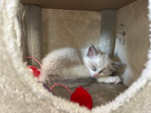 Customer photo review of Fit Litter