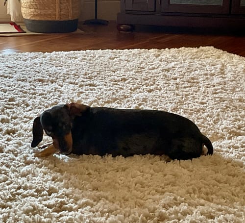 Customer's dapple dachshund lying on a fluffy white rug while chewing on a 6 Inch Power Bully Stick.