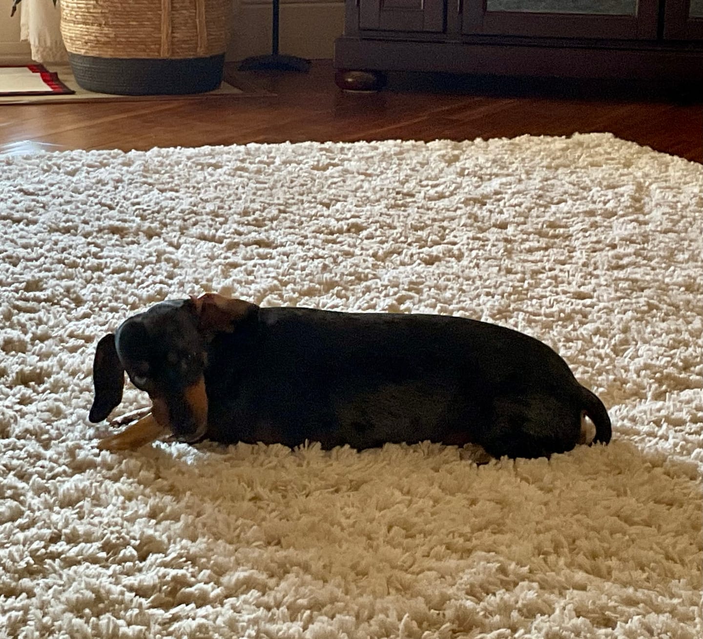 Customer photo review of 6 Inch Power Bully Sticks