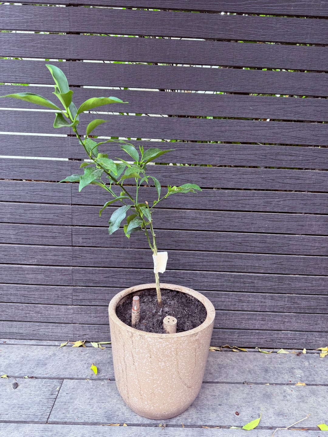 Customer photo review of Kumquat – El cítrico ornamental que endulza tu jardín y tu vida