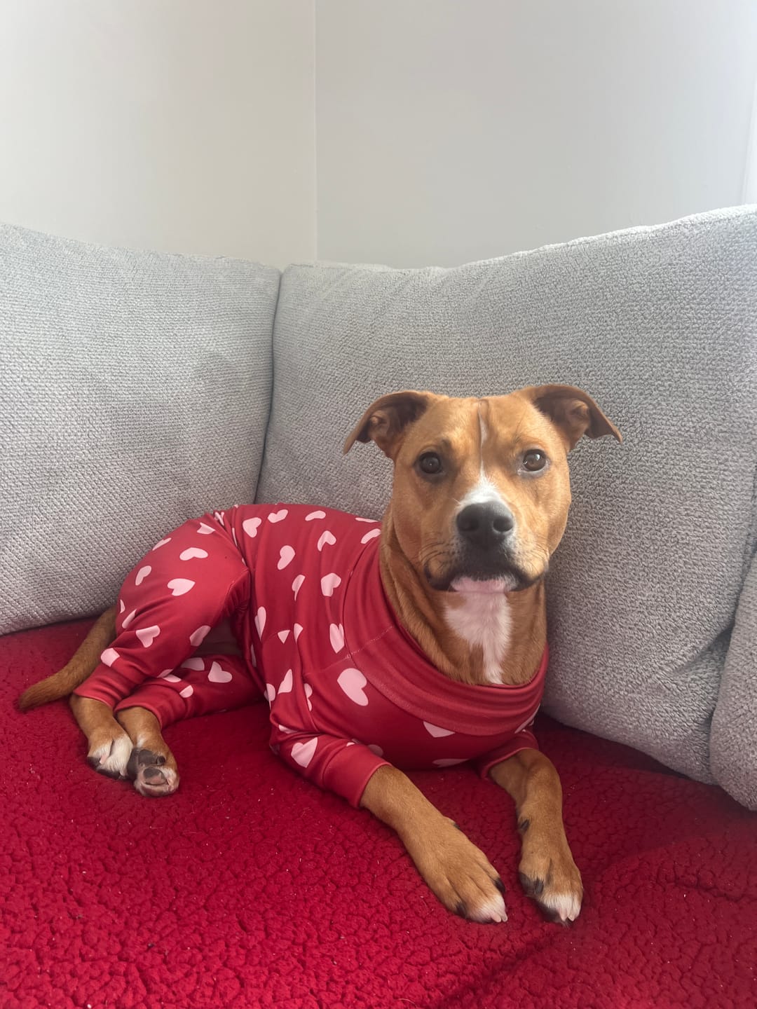 Customer photo review of Dog Pajama - Red Hearts