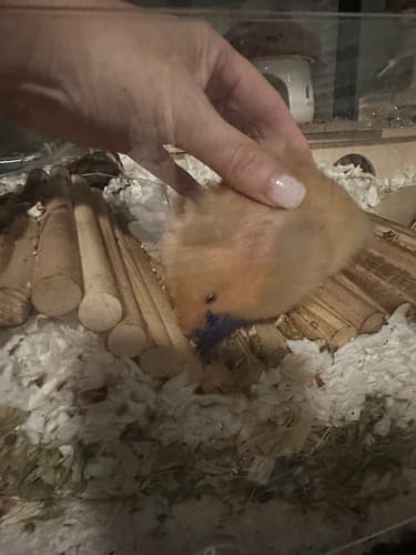 Customer photo review of Corn Flower (20g)