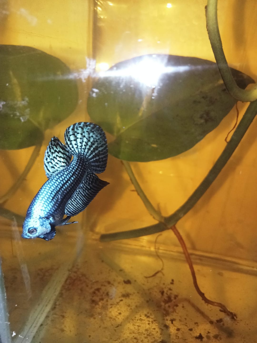 Customer photo review of Wild Alien Gray Male Betta Fish