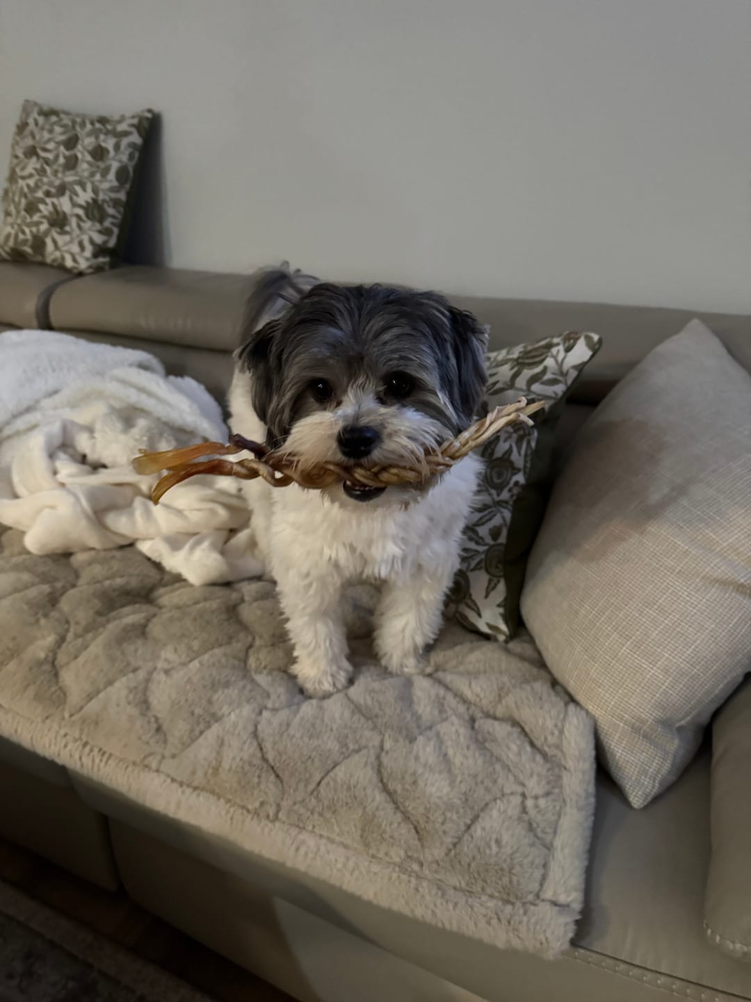 Customer photo review of Ostrich Tendon Twister (16" x 2.5" x 1"): The Satisfying, All-Natural Chew for Dental Health & Joint Support