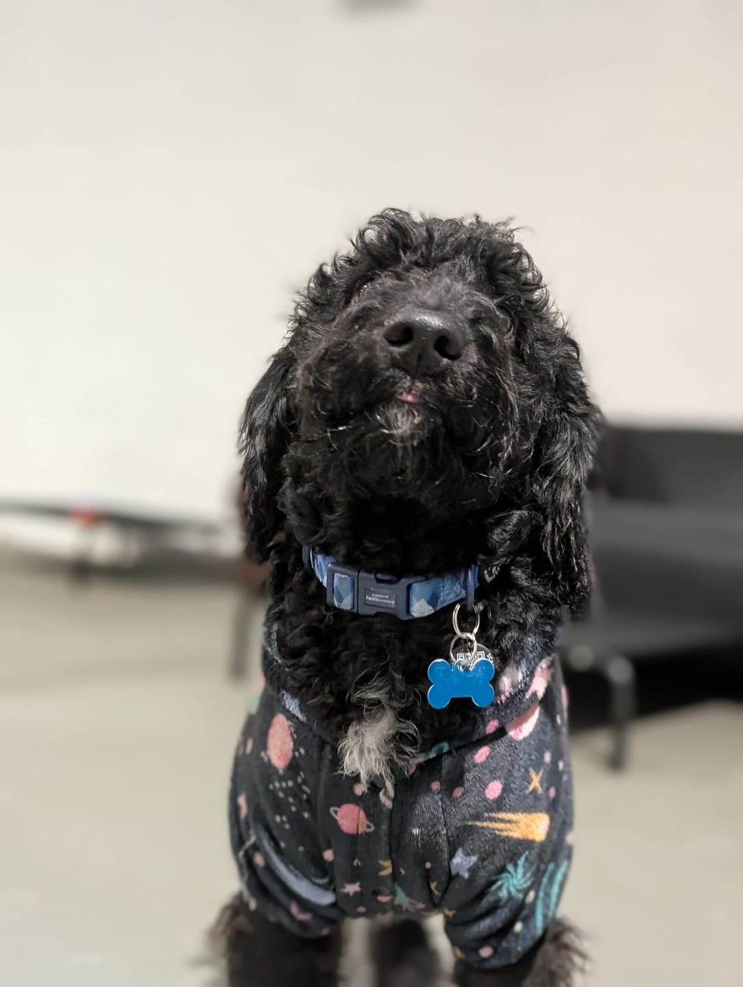 Customer photo review of Collar - Walkies Ready® Cornflower Blue