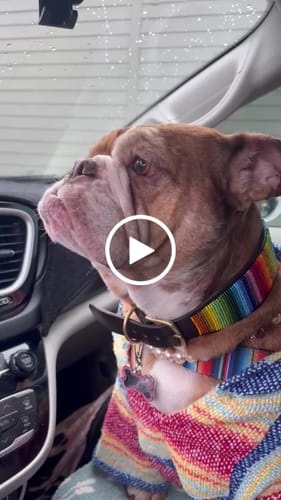 Customer video review of Playa Poncho – Parrotfish