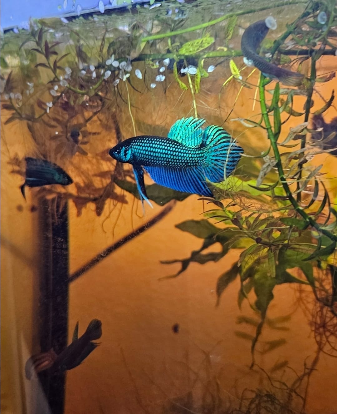 Customer photo review of Wild Betta Blue Mahachaiensis