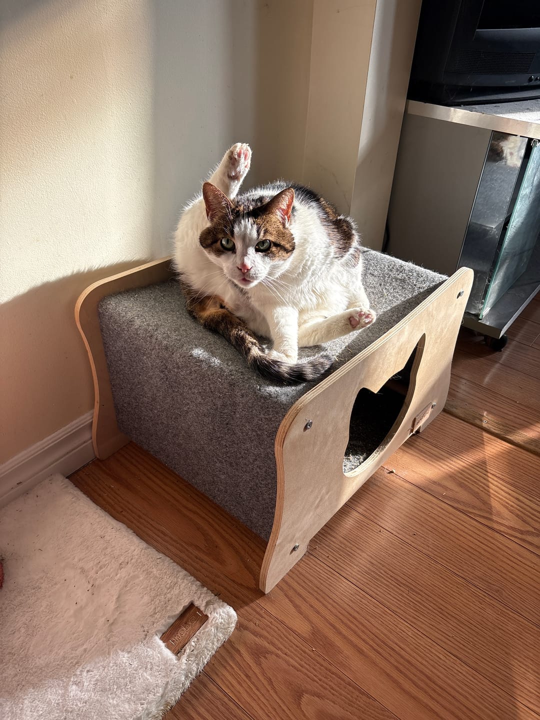 Customer photo review of The Hammock Scratchable Cat House
