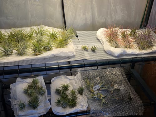 Customer photo review of Harrisii  (Easy Care Plant)  *Cannot Be Shipped Internationally*