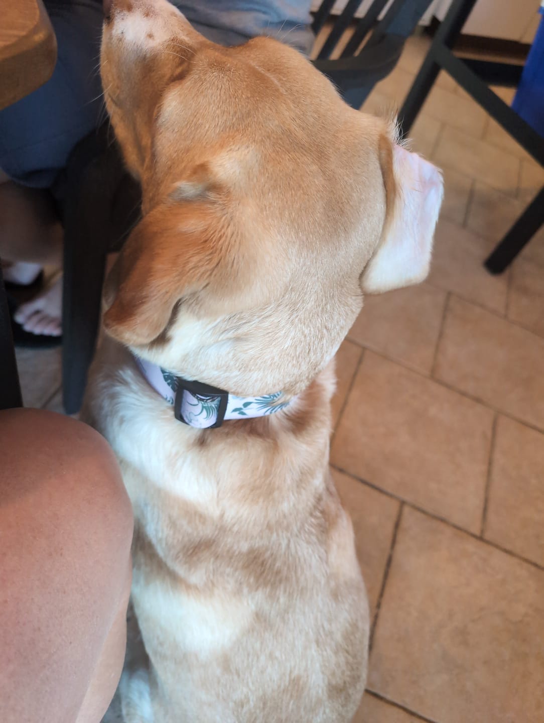 Customer photo review of Mystery Box - Dog