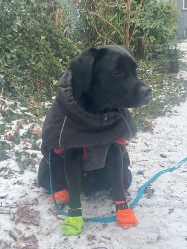 Kundenfoto eines schwarzen Hundes im Schnee, der mit dem Wurmtest Plus Hund getestet wird.