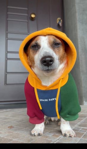 Customer's dog wearing the Primary Color Block Dog Hoodie with the yellow hood up.
