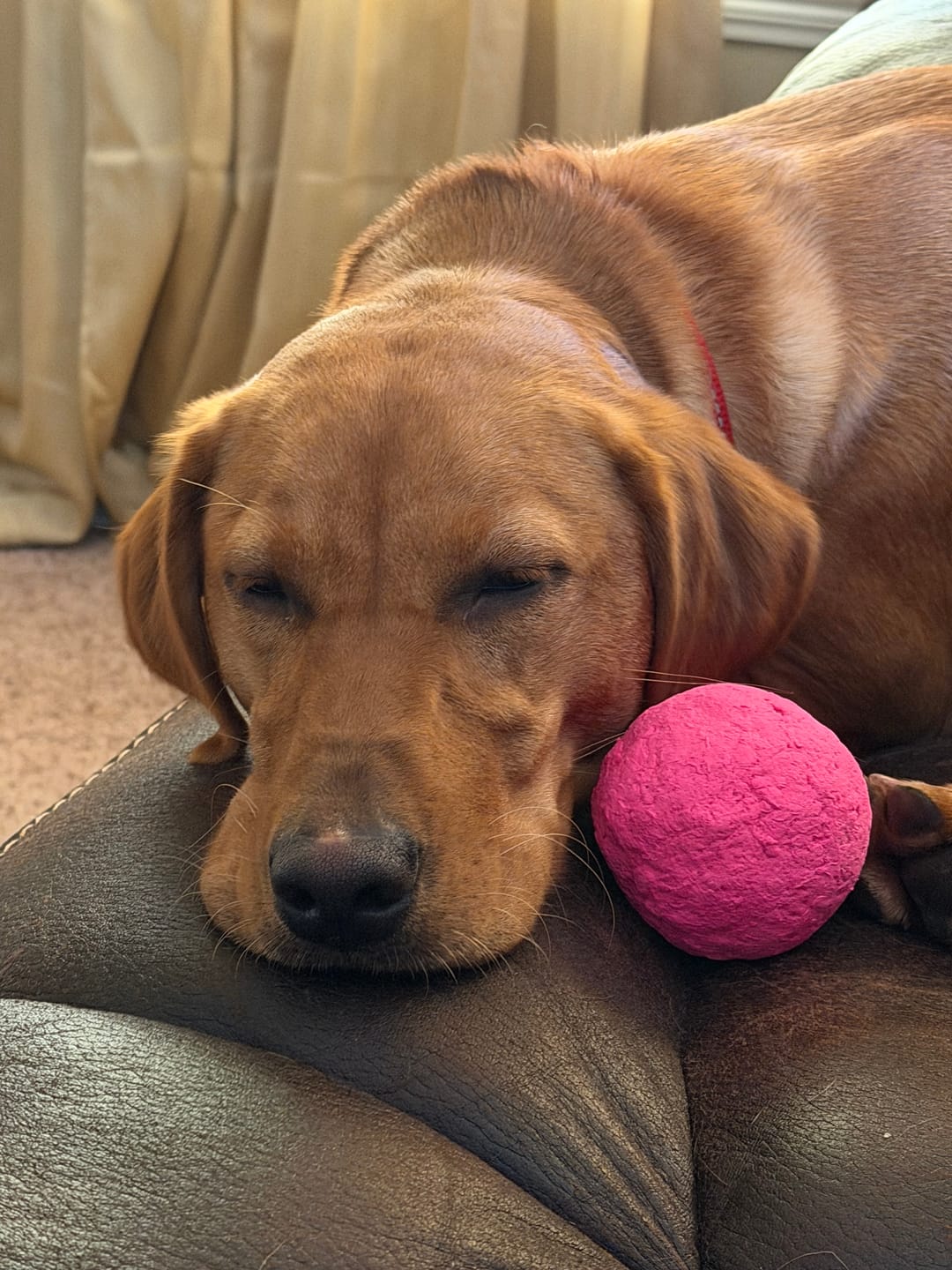 Customer photo review of WUNDERball - Best Fetch Toy