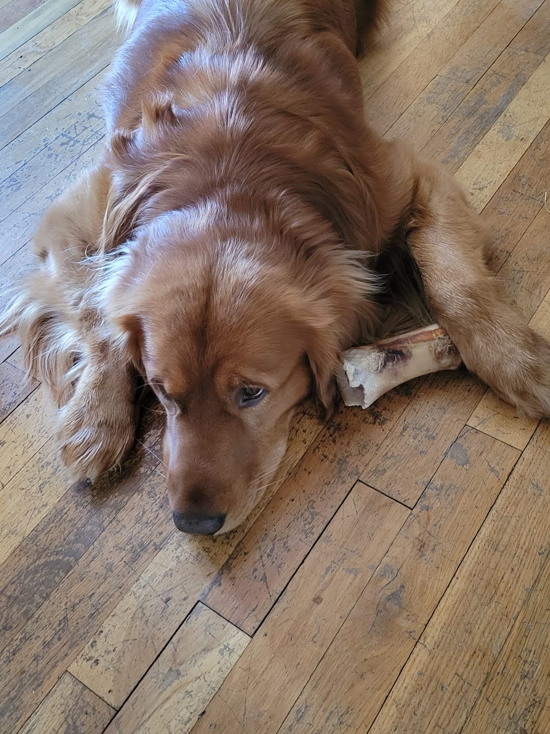 Customer photo review of Beef Gullet Jerky Sticks 6"