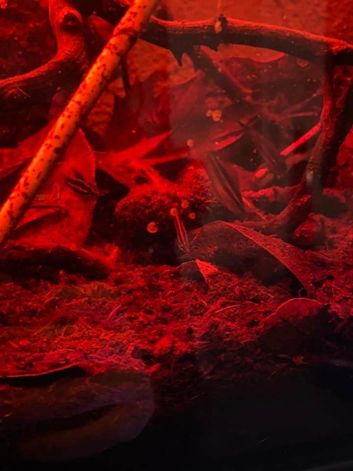 Customer photo review of Wild Alien Copper Male Betta Fish