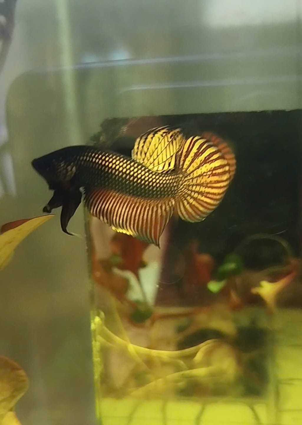 Customer photo review of Wild Betta Copper Mahachaiensis