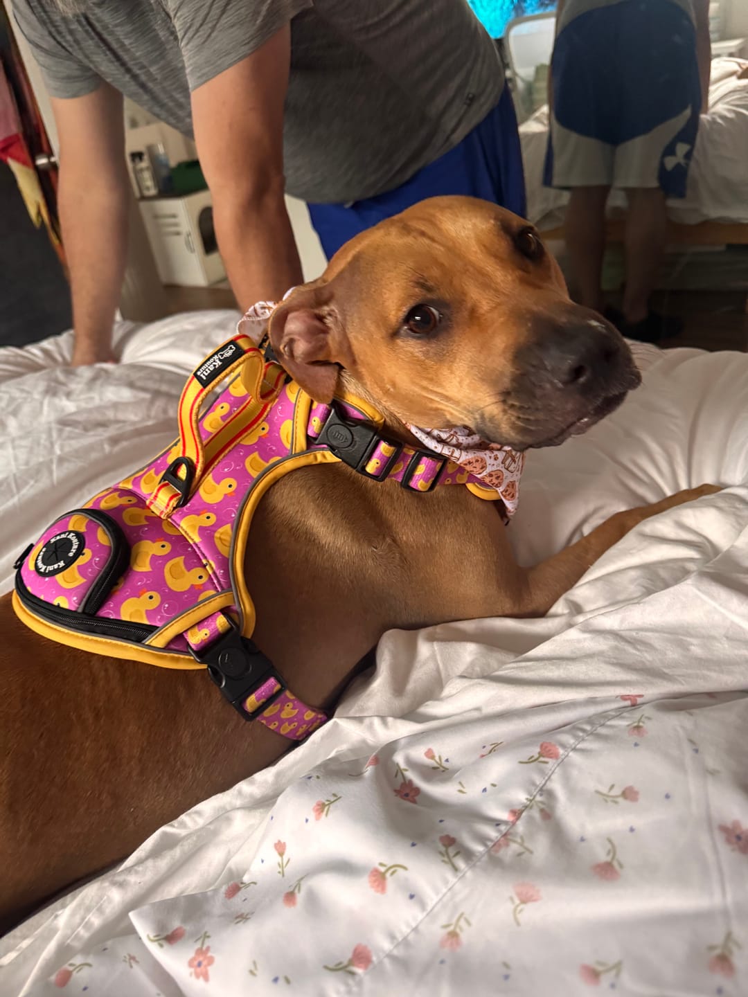 Customer photo review of Pink Rubber Ducky - Adventure Harness