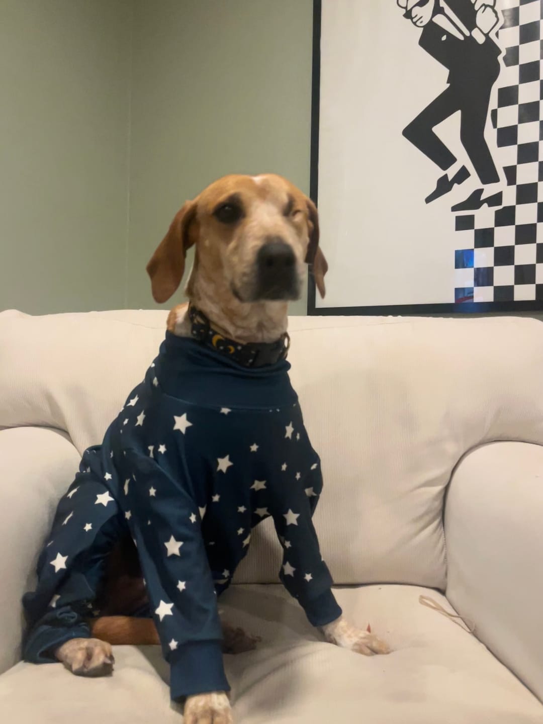 Customer photo review of Dog Pajama - Stars