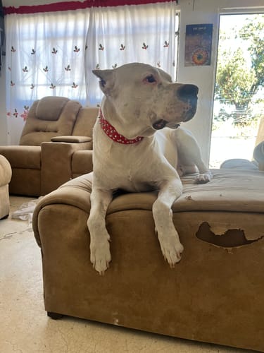 Customer photo review of CT2853 1 Pieza De Collar Para Mascota